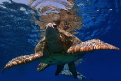 green turtle going for a sip of air by Michel De Ruyck 